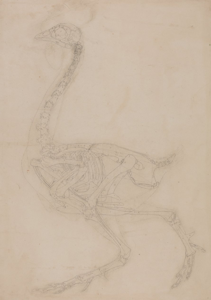 Estudo de uma ave, vista lateral, de uma exposição anatômica comparativa da estrutura do corpo humano com a de um tigre e uma ave comum, 1795-1806 (grafite em papel de palha) de George Stubbs
