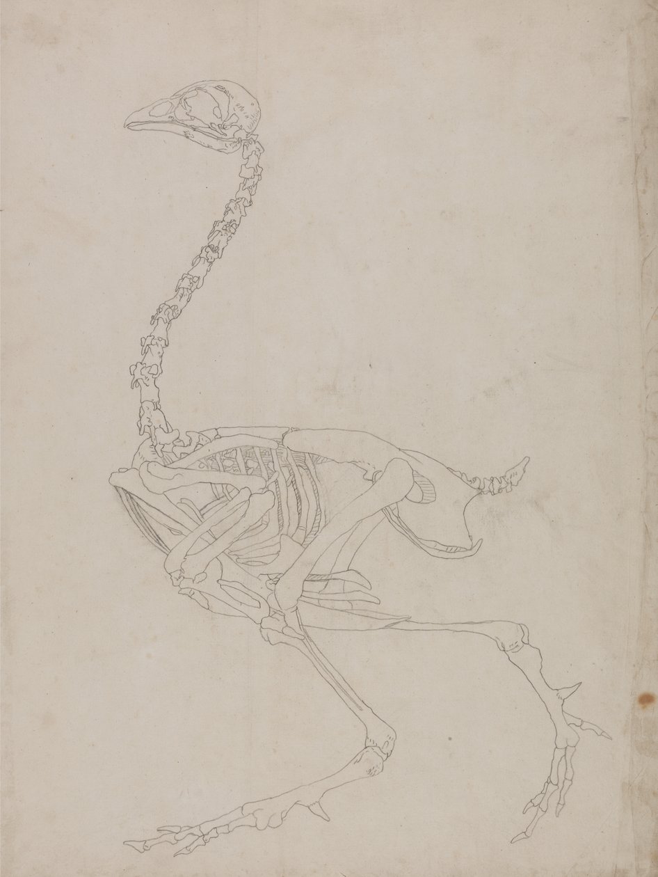 Estudo de uma ave, vista lateral, de uma exposição anatômica comparativa da estrutura do corpo humano com a de um tigre e uma ave comum, 1795-1806 (grafite em papel fino) de George Stubbs