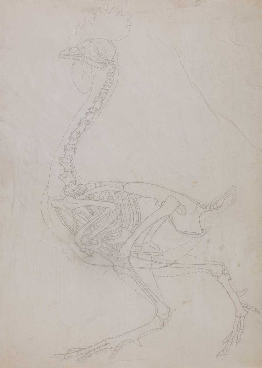 Estudo de uma ave, vista lateral, de uma exposição anatômica comparativa da estrutura do corpo humano com a de um tigre e uma ave comum, 1795-1806 (grafite em papel fino) de George Stubbs