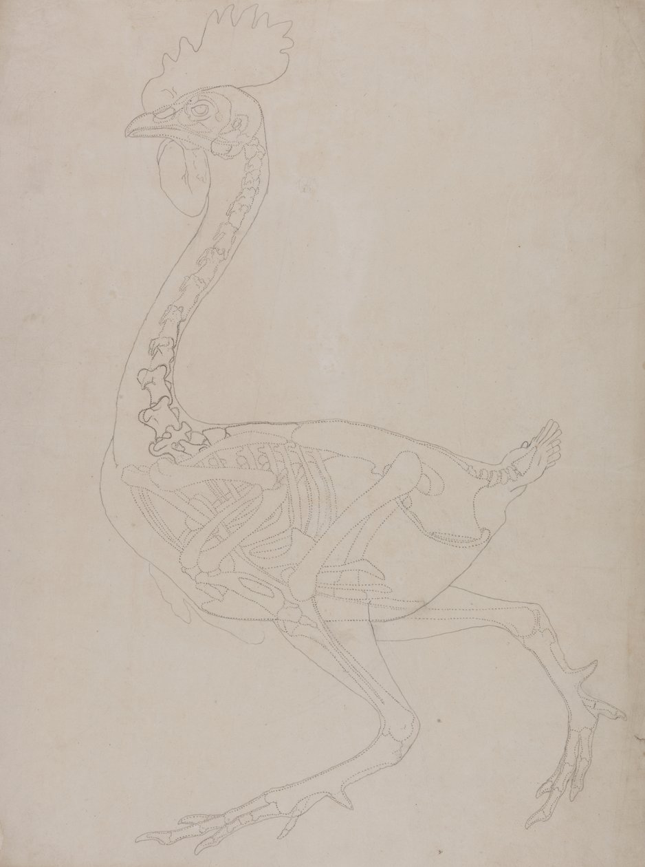 Estudo de uma ave, vista lateral, de uma exposição anatômica comparativa da estrutura do corpo humano com a de um tigre e uma ave comum, 1795-1806 (grafite em papel fino) de George Stubbs