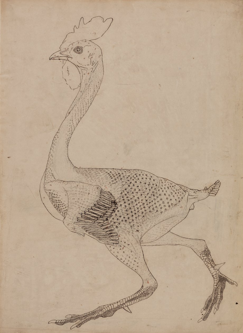 Estudo de uma ave, visão lateral, de uma exposição anatômica comparativa da estrutura do corpo humano com a de um tigre e uma ave comum, 1795-1806 (caneta e tinta sobre grafite e giz vermelho em p de George Stubbs