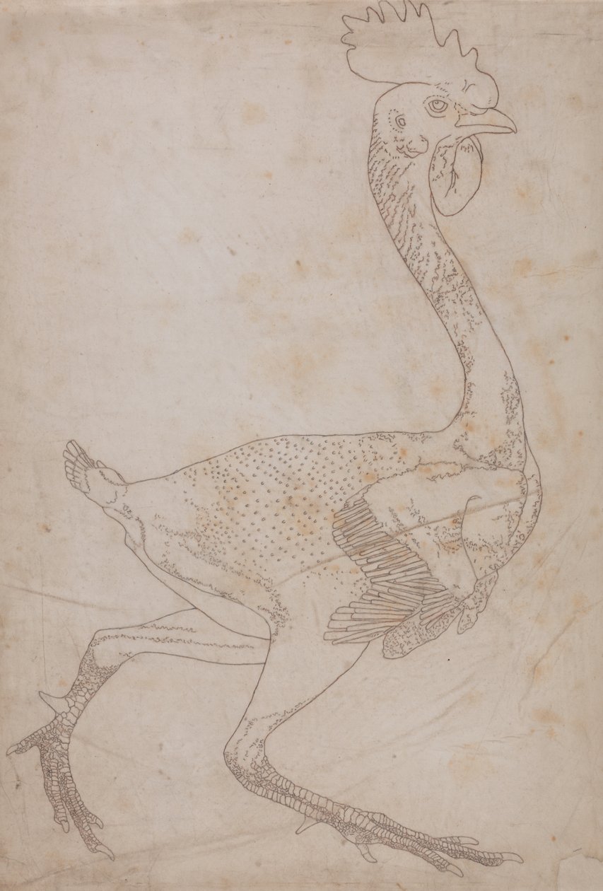 Estudo de uma ave, visão lateral, de uma exposição anatômica comparativa da estrutura do corpo humano com a de um tigre e uma ave comum, 1795-1806 (grafite e giz vermelho sobre papel) de George Stubbs