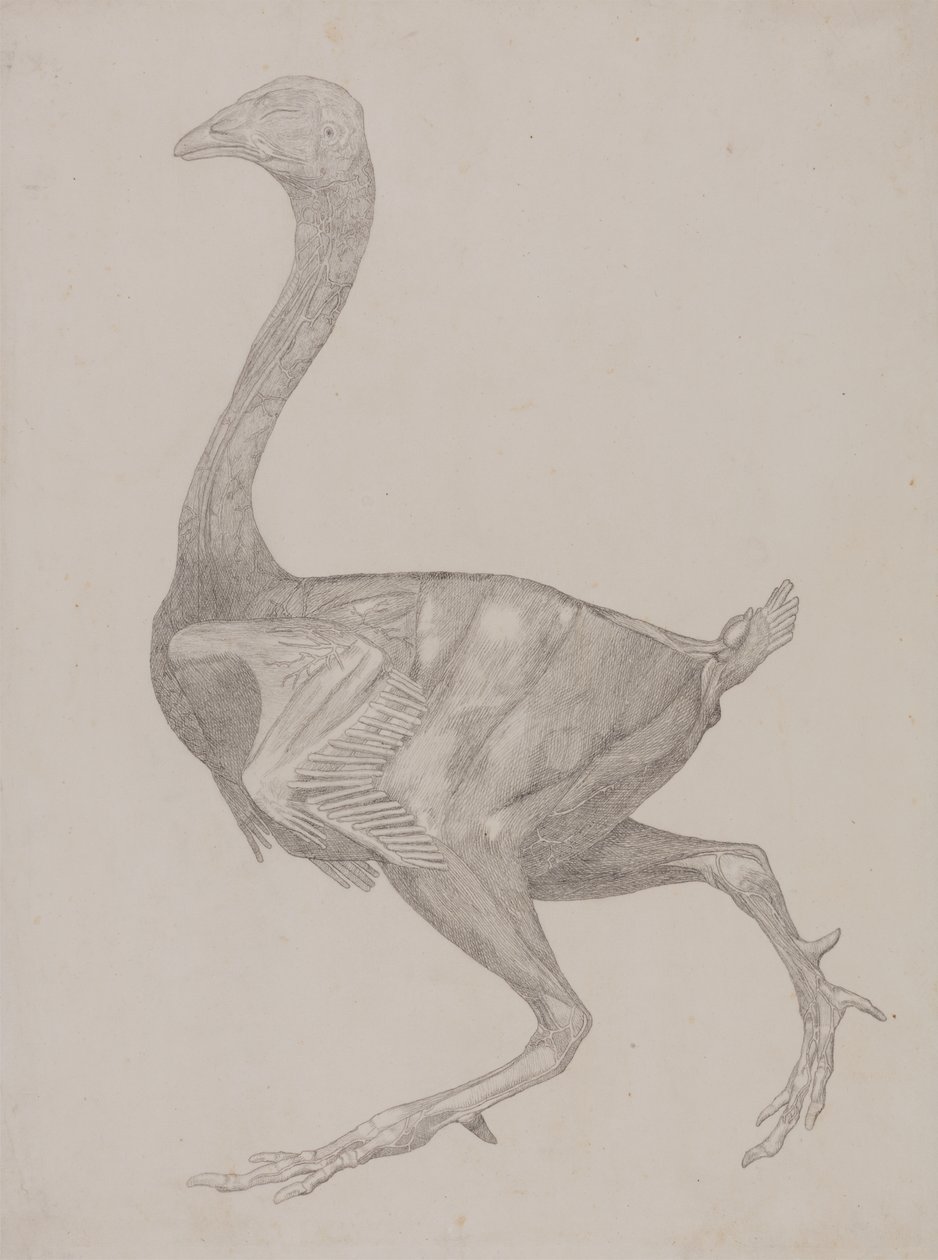 Estudo de uma ave, vista lateral, de uma exposição anatômica comparativa da estrutura do corpo humano com a de um tigre e uma ave comum, 1795-1806 (grafite em papel fino) de George Stubbs