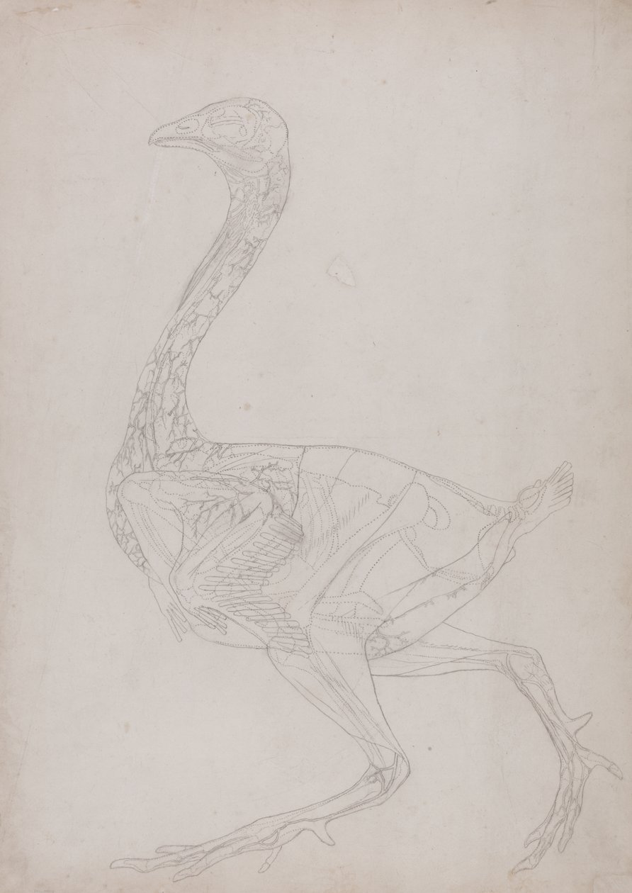 Estudo de uma ave, vista lateral, de uma exposição anatômica comparativa da estrutura do corpo humano com a de um tigre e uma ave comum, 1795-1806 (grafite em papel fino) de George Stubbs