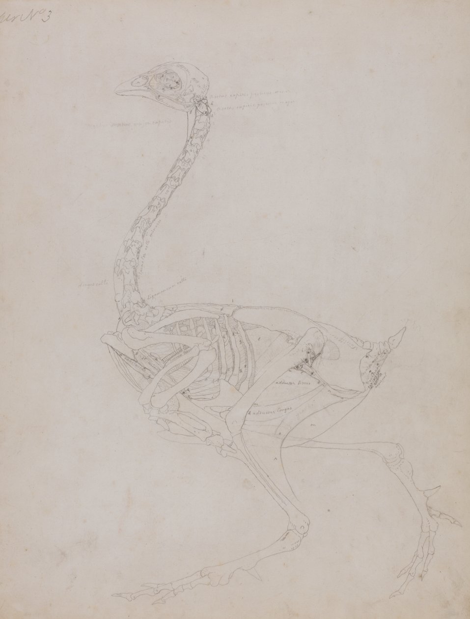 Estudo de uma ave, vista lateral, de uma exposição anatômica comparativa da estrutura do corpo humano com a de um tigre e uma ave comum, 1795-1806 (grafite em papel fino) de George Stubbs