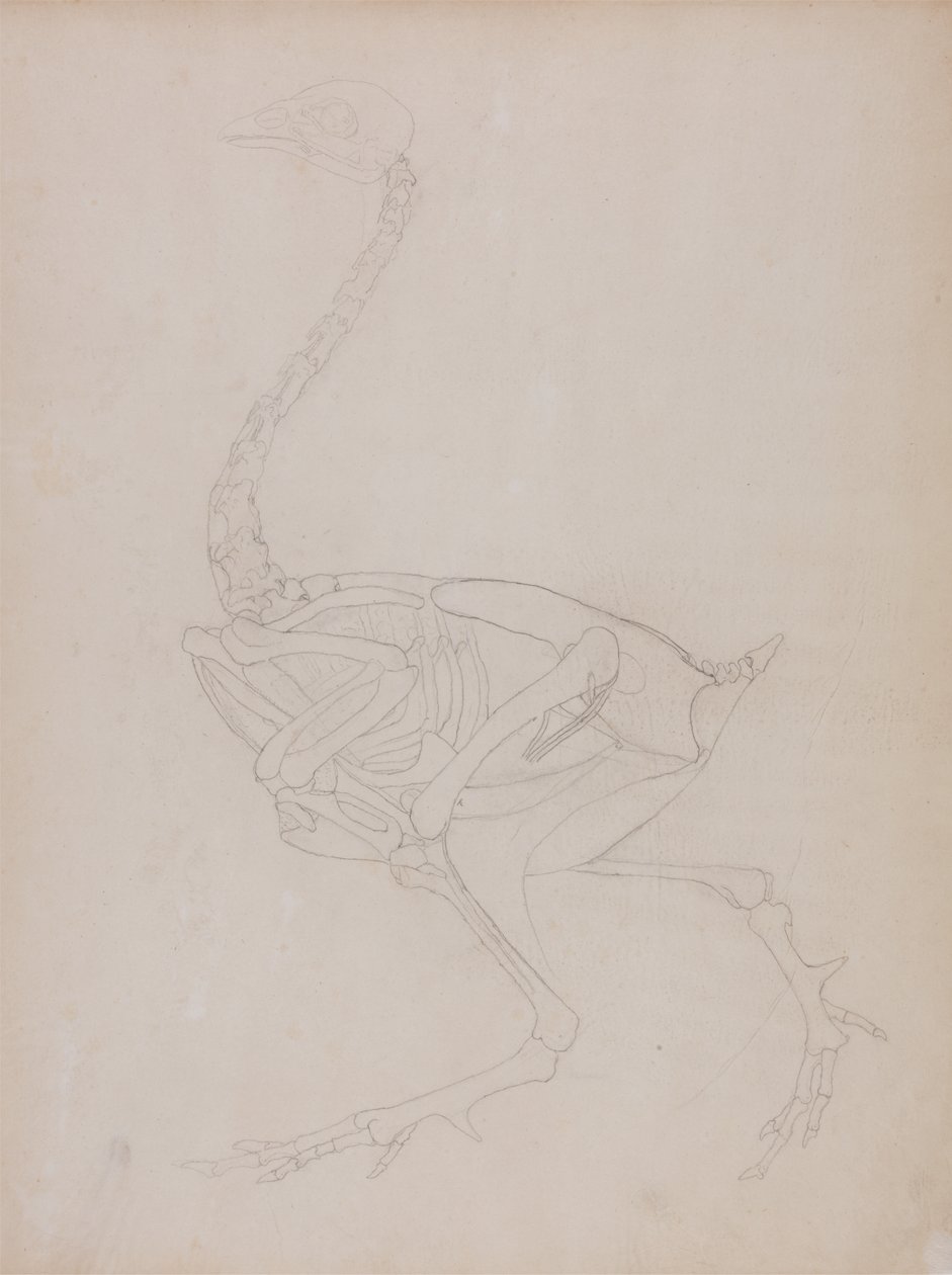 Estudo de uma ave, vista lateral, de uma exposição anatômica comparativa da estrutura do corpo humano com a de um tigre e uma ave comum, 1795-1806 (grafite em papel fino) de George Stubbs