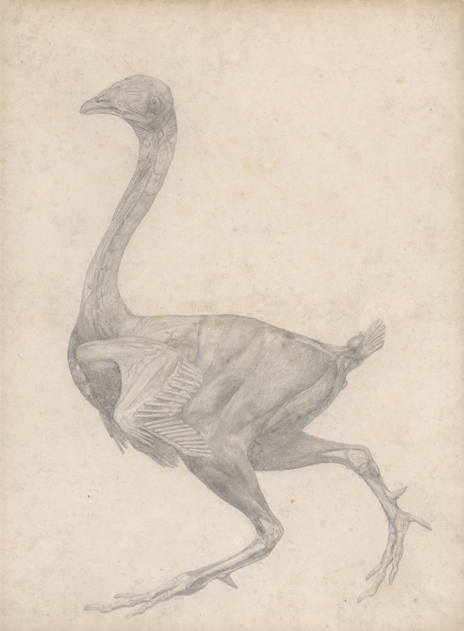 Estudo de uma ave, visão lateral, com pele e camadas fasciais subjacentes removidas, de uma exposição anatômica comparativa da estrutura do corpo humano com a de um tigre e uma ave comum, 1795 de George Stubbs