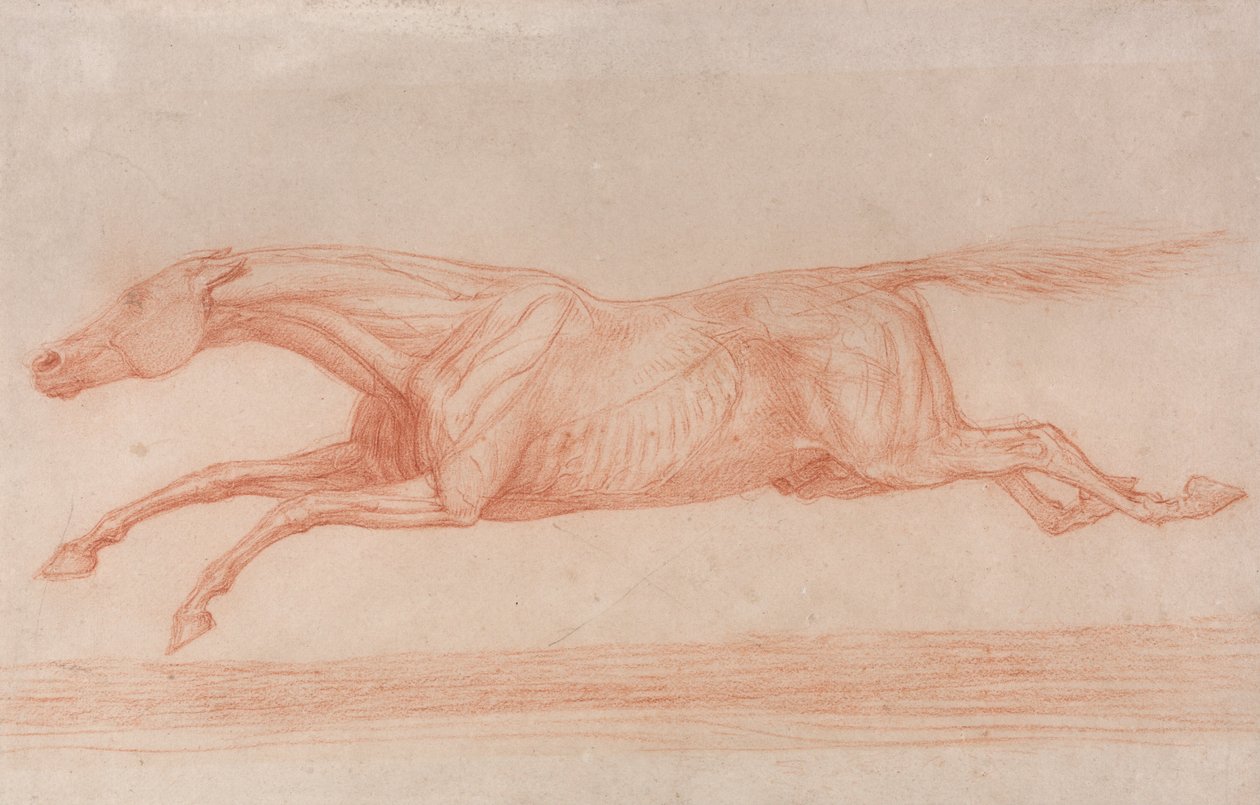 Estudo de um cavalo de corrida em ação:  Galopando para a esquerda, um estudo semi-anatómico, com a pele esfolada para mostrar a ação dos músculos de George Stubbs