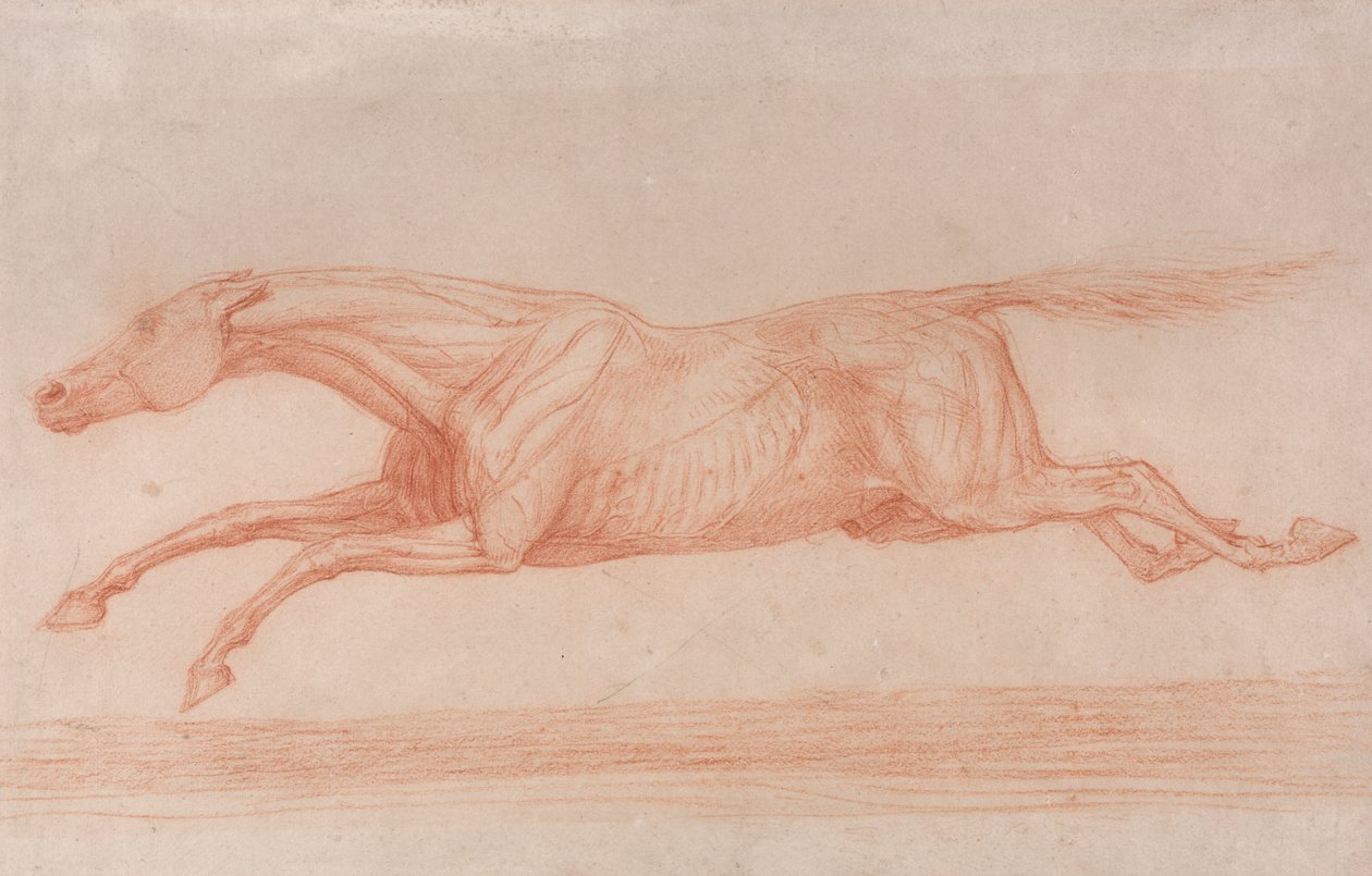 Estudo de um cavalo de corrida em acção: Galloping to Left, um Estudo Semi-Anatómico, com Pele Esfolada para Mostrar a Acção dos Músculos de George Stubbs