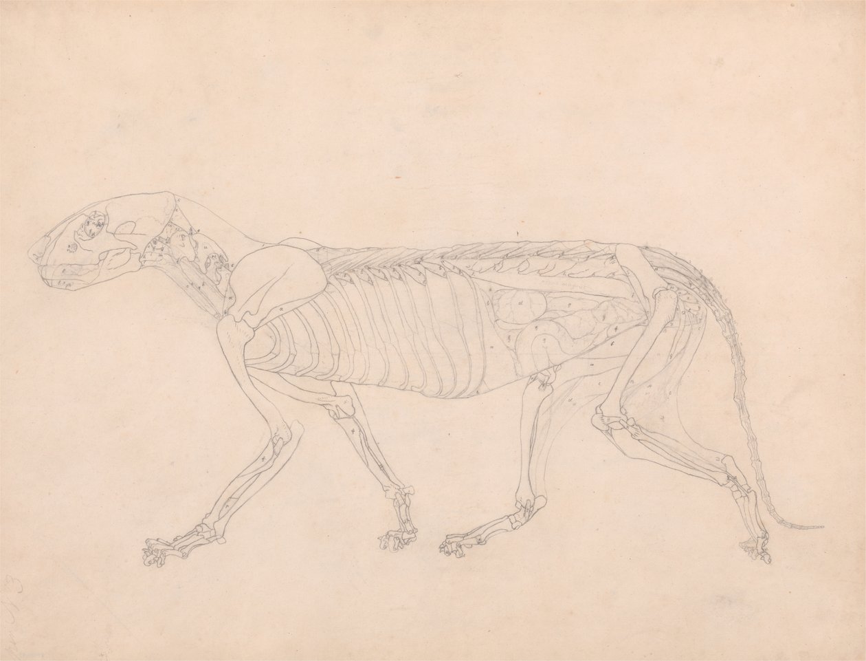 Estudo de um Tigre, Vista Lateral, Vísceras Abdominais Expostas, de Uma Exposição Anatômica Comparativa da Estrutura do Corpo Humano com a de um Tigre e uma Galinha Comum, c.1795-1806 (grafite em de George Stubbs
