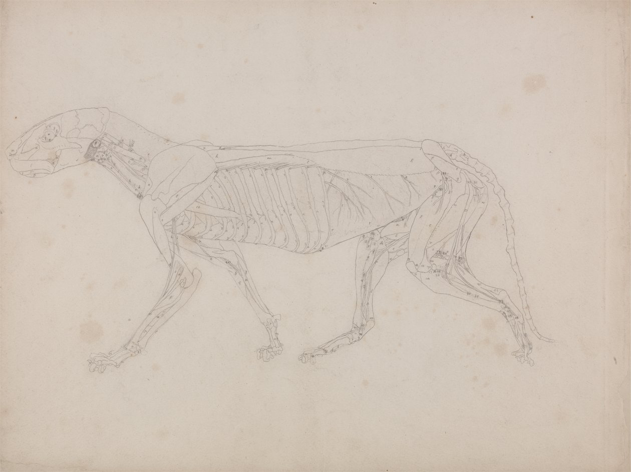 Estudo de um Tigre, Vista Lateral, de Uma Exposição Anatômica Comparativa da Estrutura do Corpo Humano com a de um Tigre e uma Galinha Comum, c.1795-1806 (grafite sobre papel de cartucho) de George Stubbs