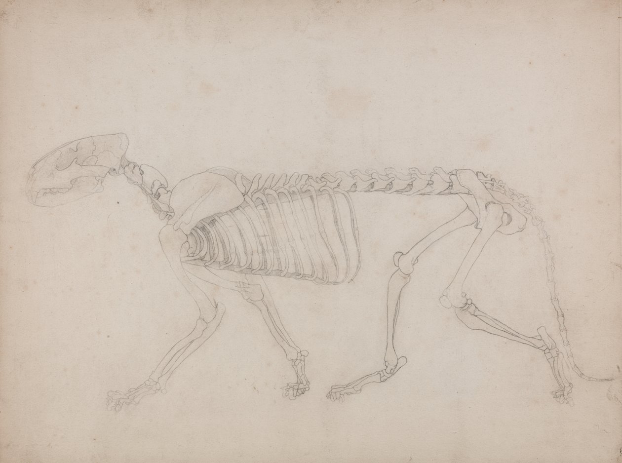 Estudo de um Tigre, Vista Lateral, de Uma Exposição Anatômica Comparativa da Estrutura do Corpo Humano com a de um Tigre e uma Galinha Comum, 1795-1806 (grafite em papel grosso) de George Stubbs