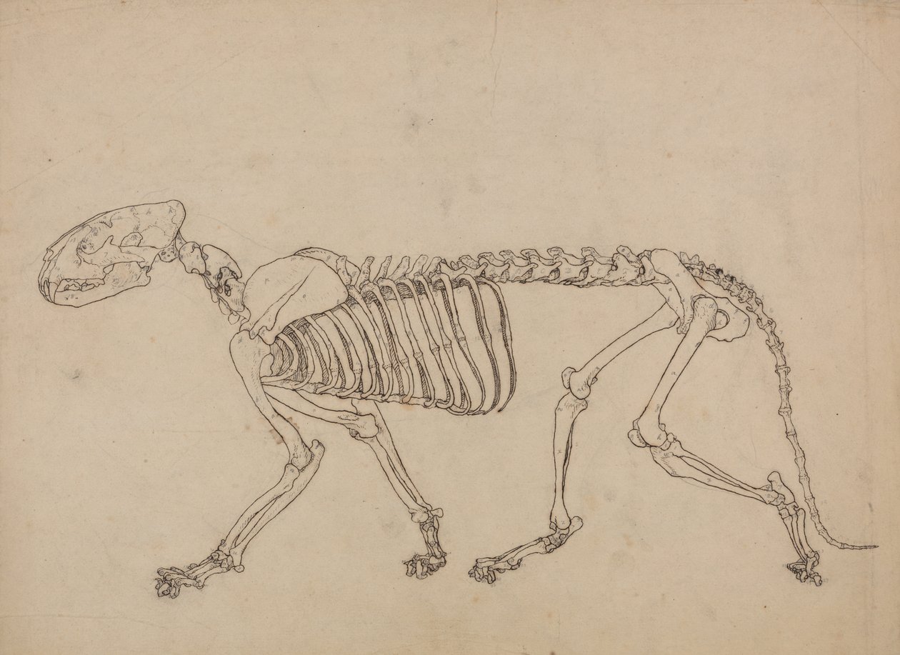 Estudo de um tigre, vista lateral, de uma exposição anatômica comparativa da estrutura do corpo humano com o de um tigre e uma ave comum, 1795-1806 (pena & tinta e grafite no papel fino do wove) de George Stubbs