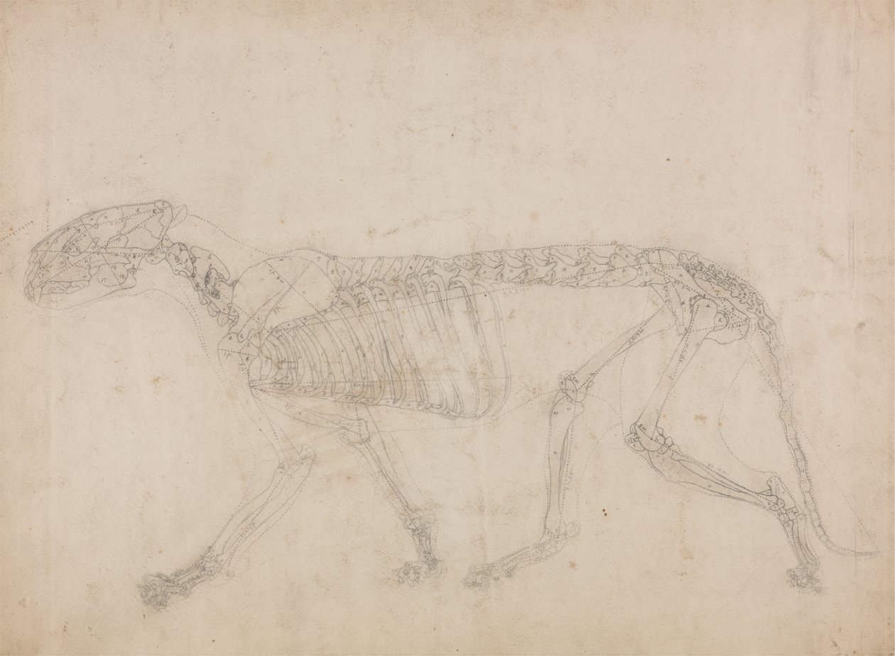 Estudo de um Tigre, Vista Lateral, de Uma Exposição Anatômica Comparativa da Estrutura do Corpo Humano com a de um Tigre e uma Galinha Comum, 1795-1806 (grafite em papel grosso) de George Stubbs