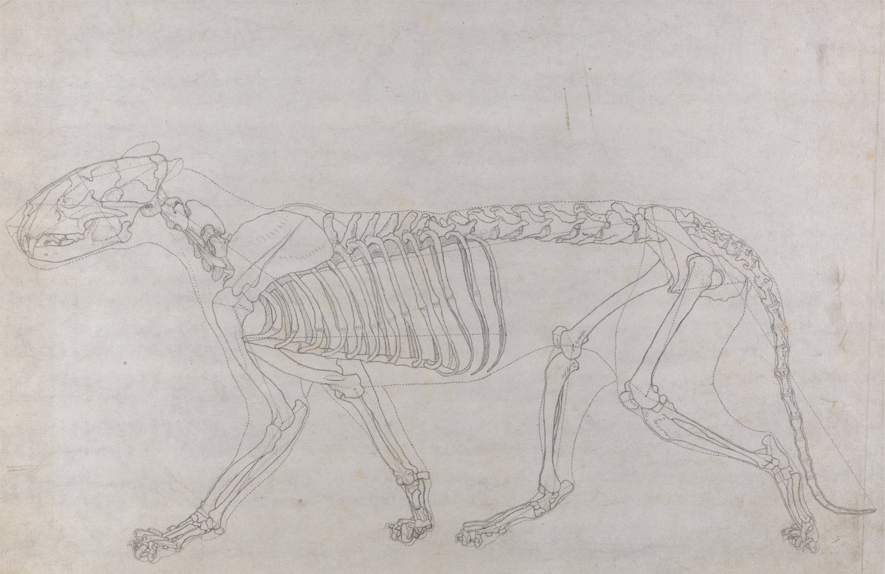 Estudo de um Tigre, Vista Lateral, de Uma Exposição Anatômica Comparativa da Estrutura do Corpo Humano com a de um Tigre e uma Galinha Comum, 1795-1806 (grafite em papel fino) de George Stubbs