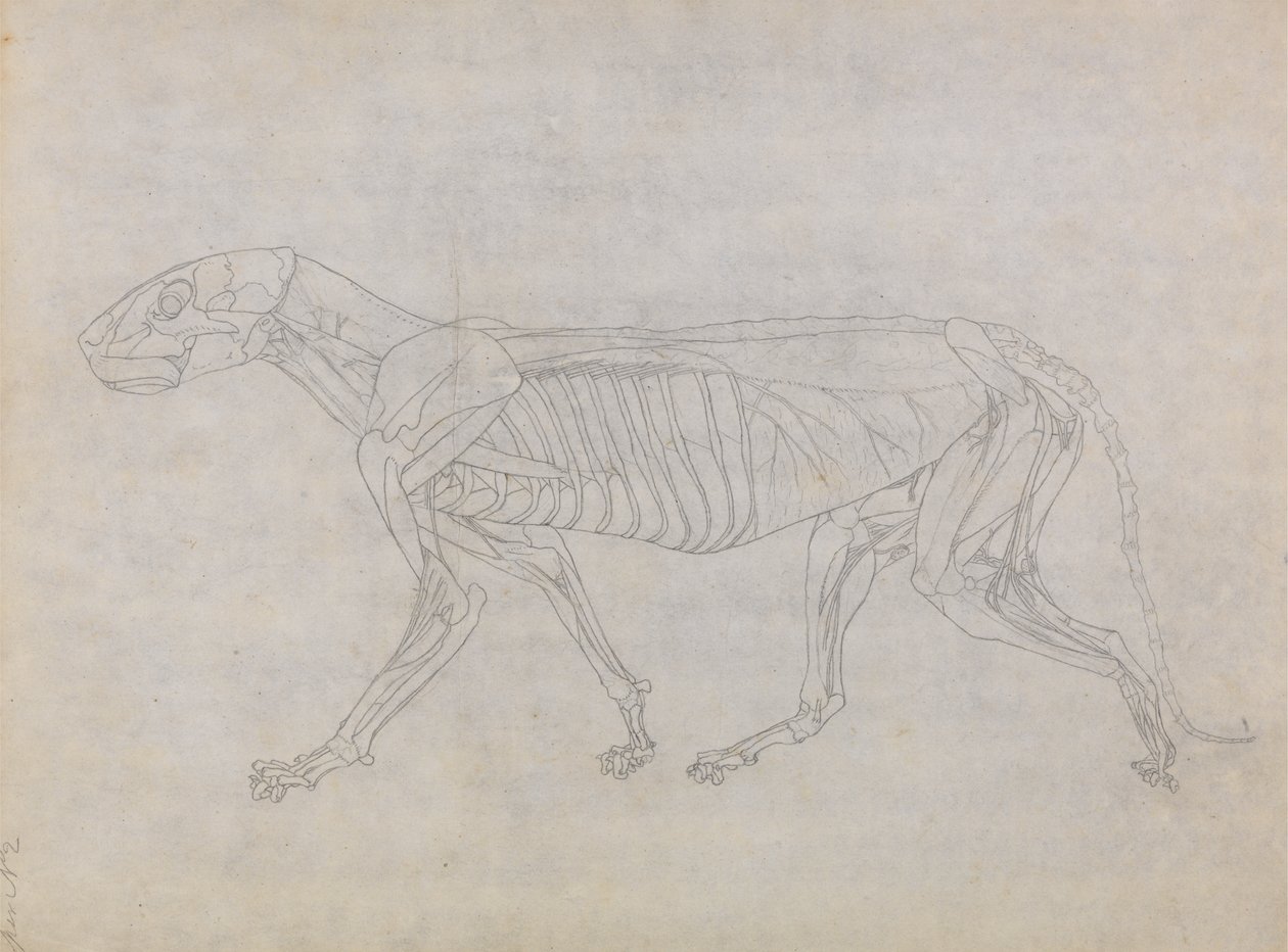 Estudo de um Tigre, Vista Lateral, de Uma Exposição Anatômica Comparativa da Estrutura do Corpo Humano com a de um Tigre e uma Galinha Comum, 1795-1806 (grafite em papel fino) de George Stubbs