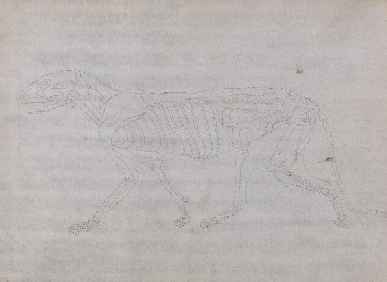 Estudo de um Tigre, Vista Lateral, de Uma Exposição Anatômica Comparativa da Estrutura do Corpo Humano com a de um Tigre e uma Galinha Comum, 1795-1806 (grafite em papel fino) de George Stubbs