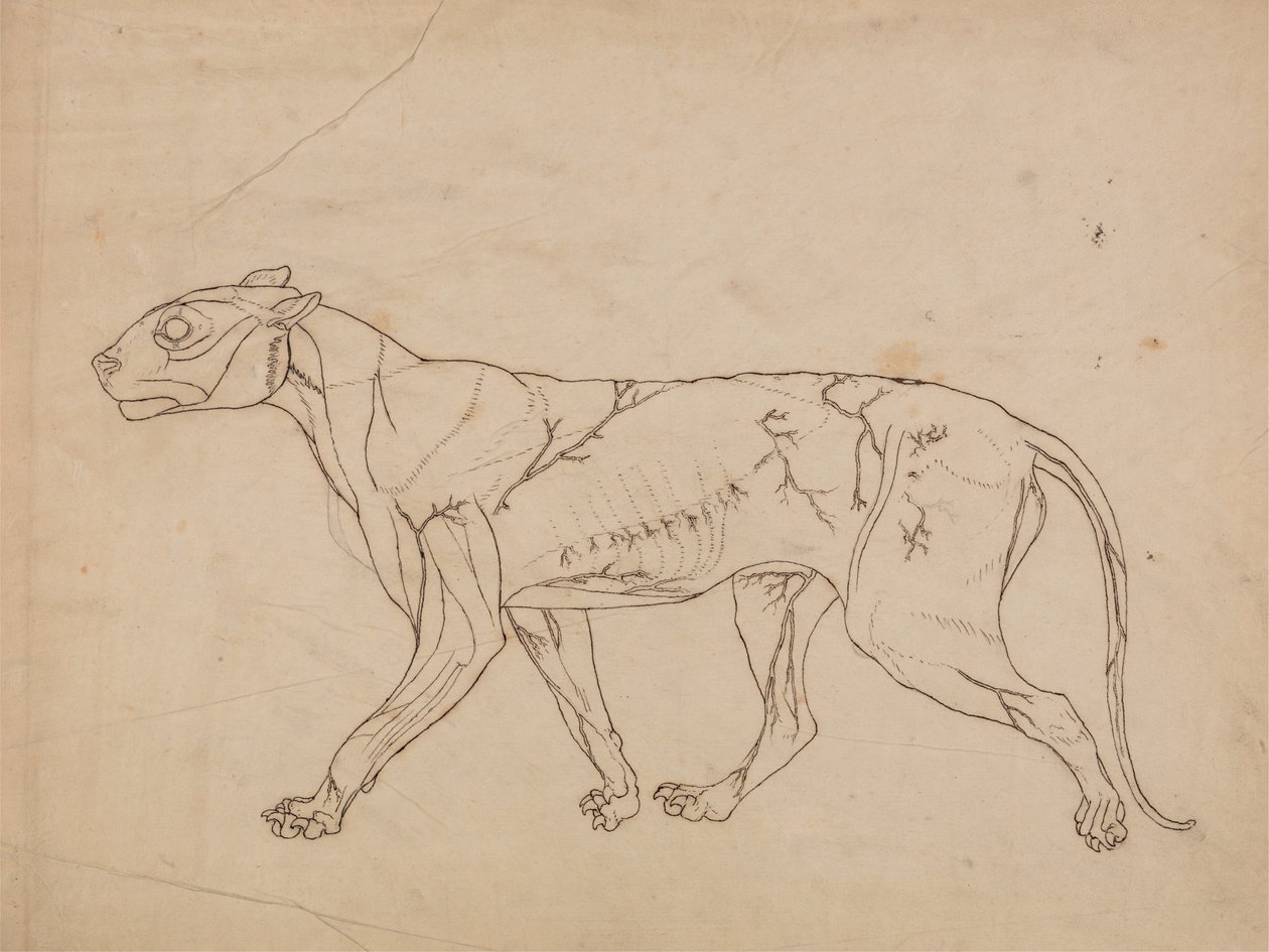 Estudo de um Tigre, Vista Lateral, de Uma Exposição Anatômica Comparativa da Estrutura do Corpo Humano com a de um Tigre e uma Galinha Comum, 1795-1806 (grafite em papel grosso) de George Stubbs