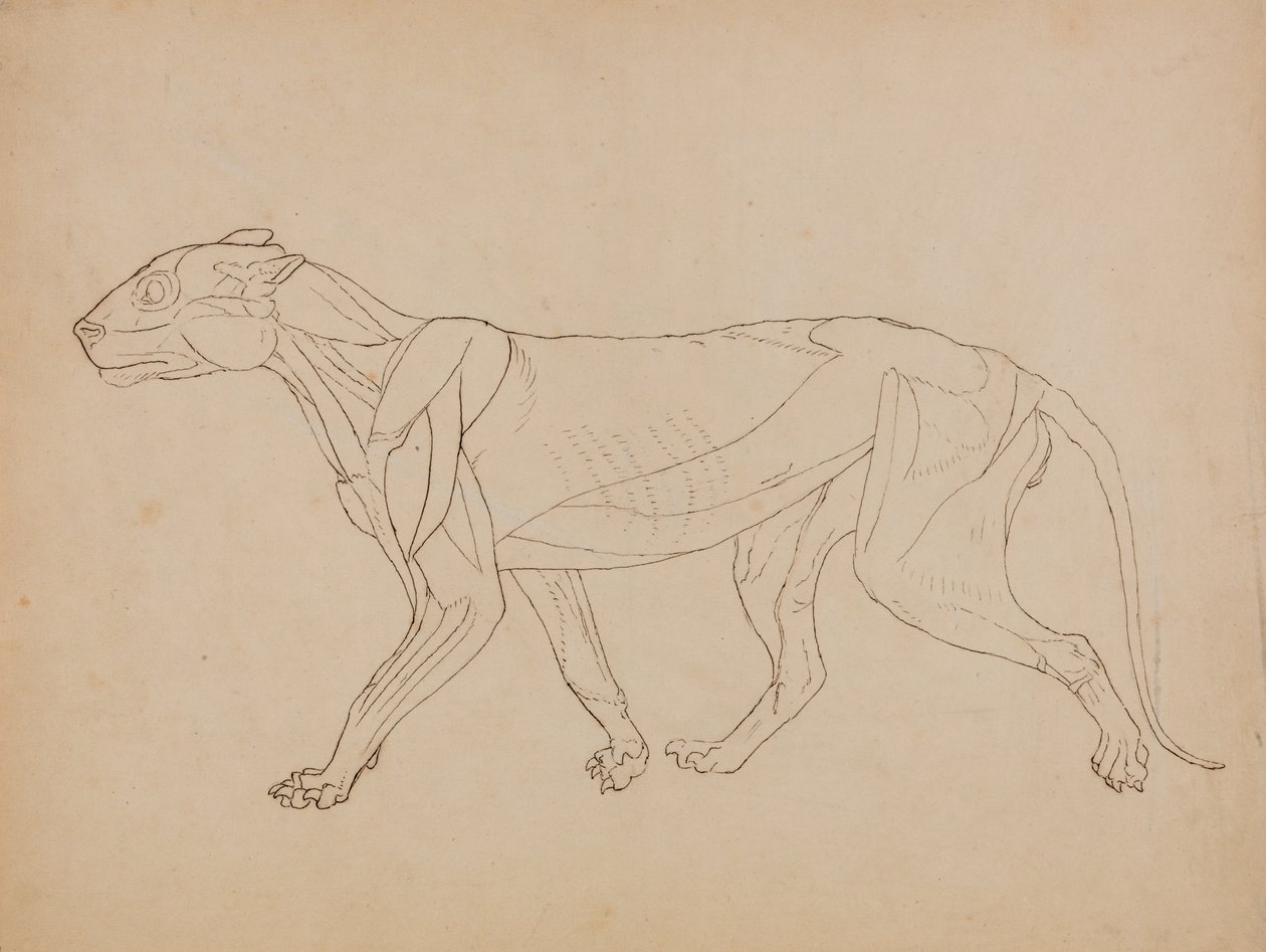 Estudo de um tigre, vista lateral, de uma exposição anatômica comparativa da estrutura do corpo humano com a de um tigre e uma ave comum, 1795-1806 (caneta e tinta sobre grafite e giz em w de George Stubbs