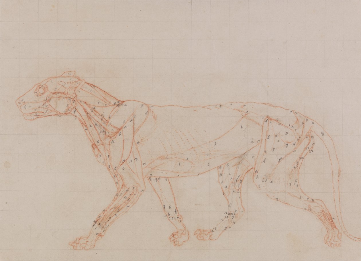 Estudo de um tigre, vista lateral, de uma exposição anatômica comparativa da estrutura do corpo humano com a de um tigre e uma ave comum, 1795-1806 (giz vermelho e grafite em papel de capa) de George Stubbs
