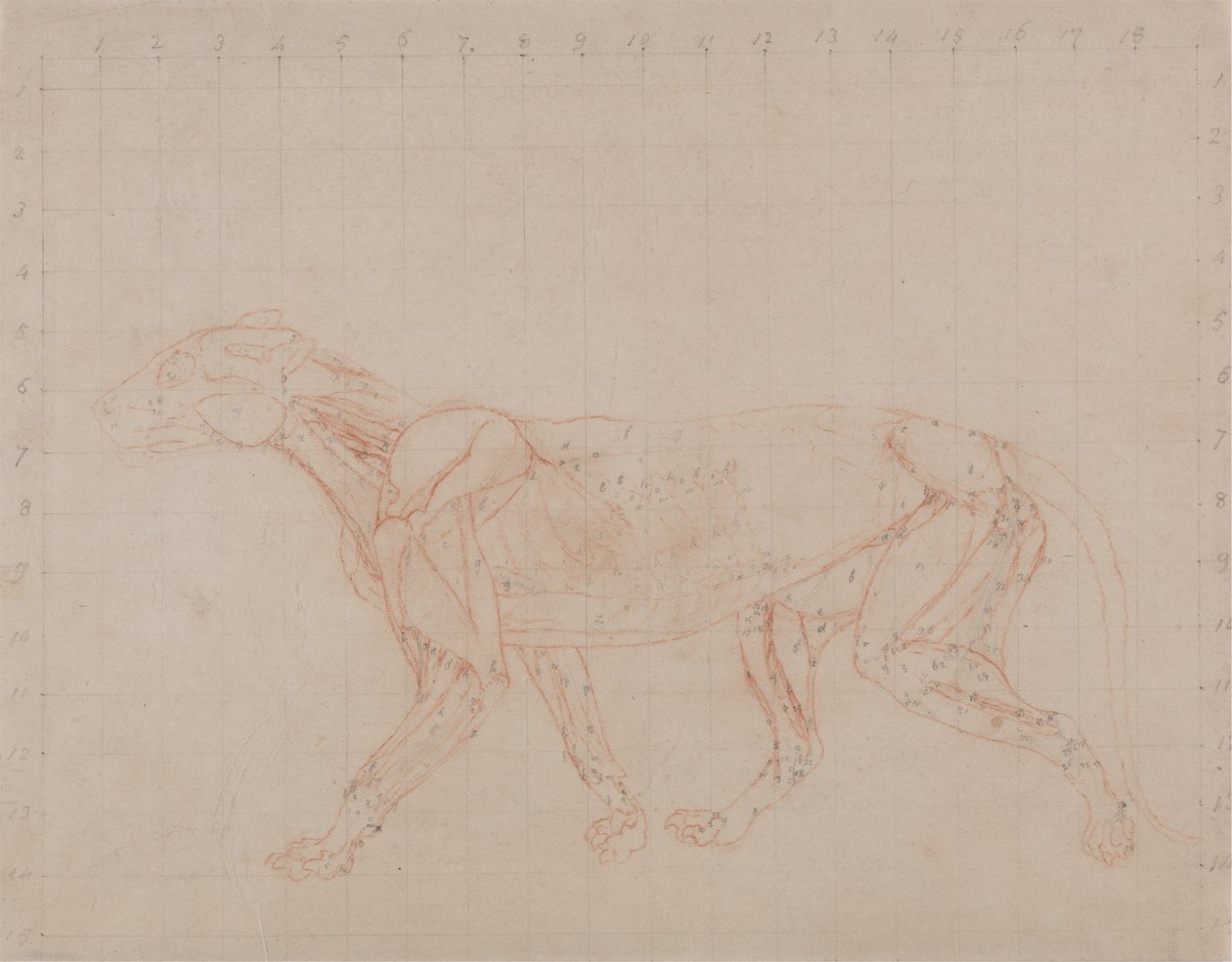 Estudo de um tigre, vista lateral, de uma exposição anatômica comparativa da estrutura do corpo humano com a de um tigre e uma ave comum, 1795-1806 (grafite de giz vermelho em papel de palha) de George Stubbs