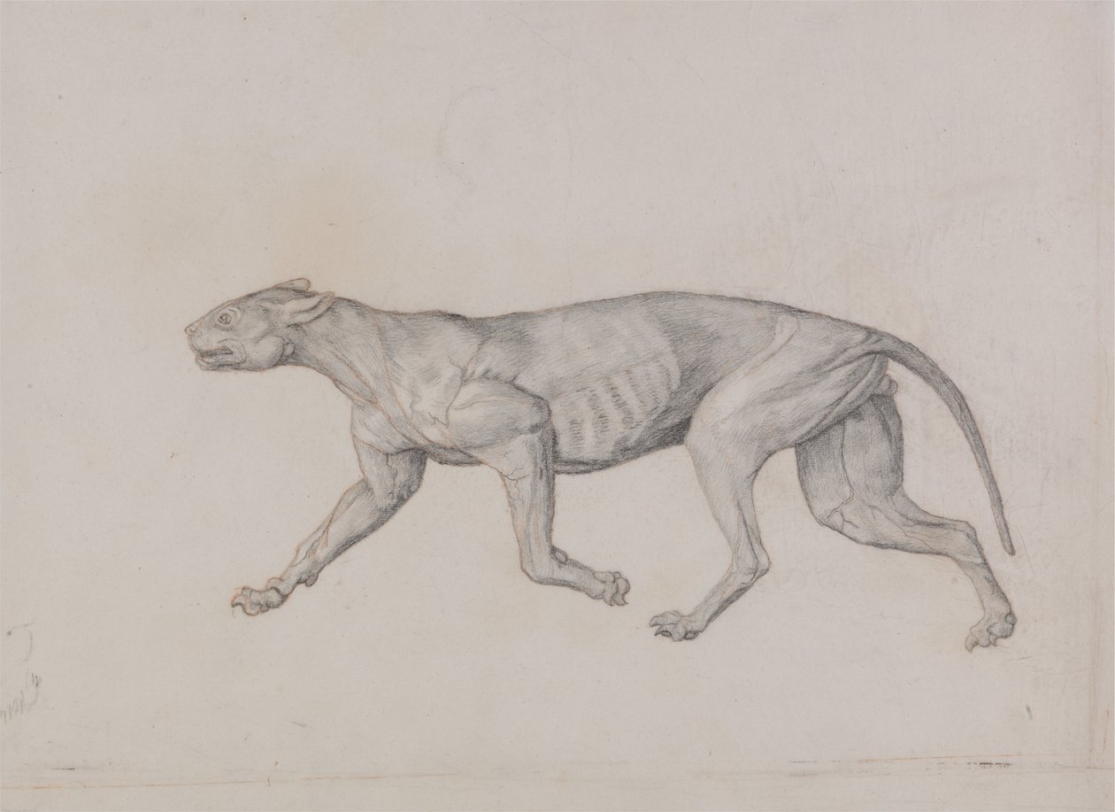 Estudo de um Tigre, Vista Lateral, de Uma Exposição Anatômica Comparativa da Estrutura do Corpo Humano com a de um Tigre e uma Galinha Comum, 1795-1806 (grafite com giz vermelho em tufo fino de pape de George Stubbs