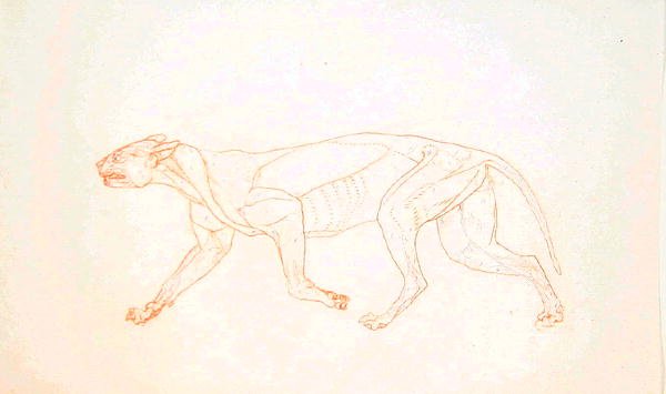 Estudo de um tigre, vista lateral, de uma exposição anatômica comparativa da estrutura do corpo humano com a de um tigre e uma ave comum, 1795-1806 (grafite de giz vermelho em papel de palha) de George Stubbs