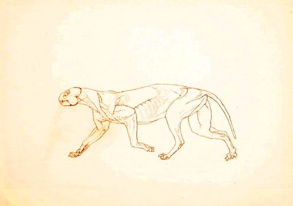 Estudo de um tigre, visão lateral, de uma exposição anatômica comparativa da estrutura do corpo humano com a de um tigre e uma ave comum, 1795-1806 (caneta e tinta sobre o giz vermelho no tufo fina pap de George Stubbs