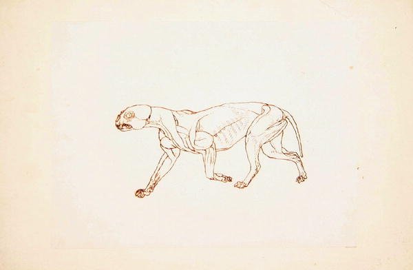 Estudo de um tigre, visão lateral, de uma exposição anatômica comparativa da estrutura do corpo humano com a de um tigre e uma ave comum, 1795-1806 (caneta e tinta sobre o giz vermelho no tufo fina pap de George Stubbs