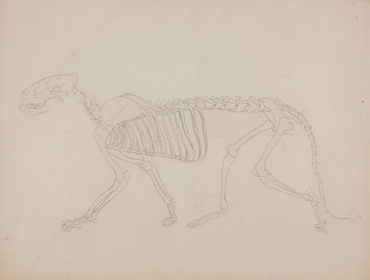 Estudo de um tigre, visão lateral, de &39;Uma exposição anatômica comparativa da estrutura do corpo humano com a de um tigre e uma ave comum&39; de George Stubbs
