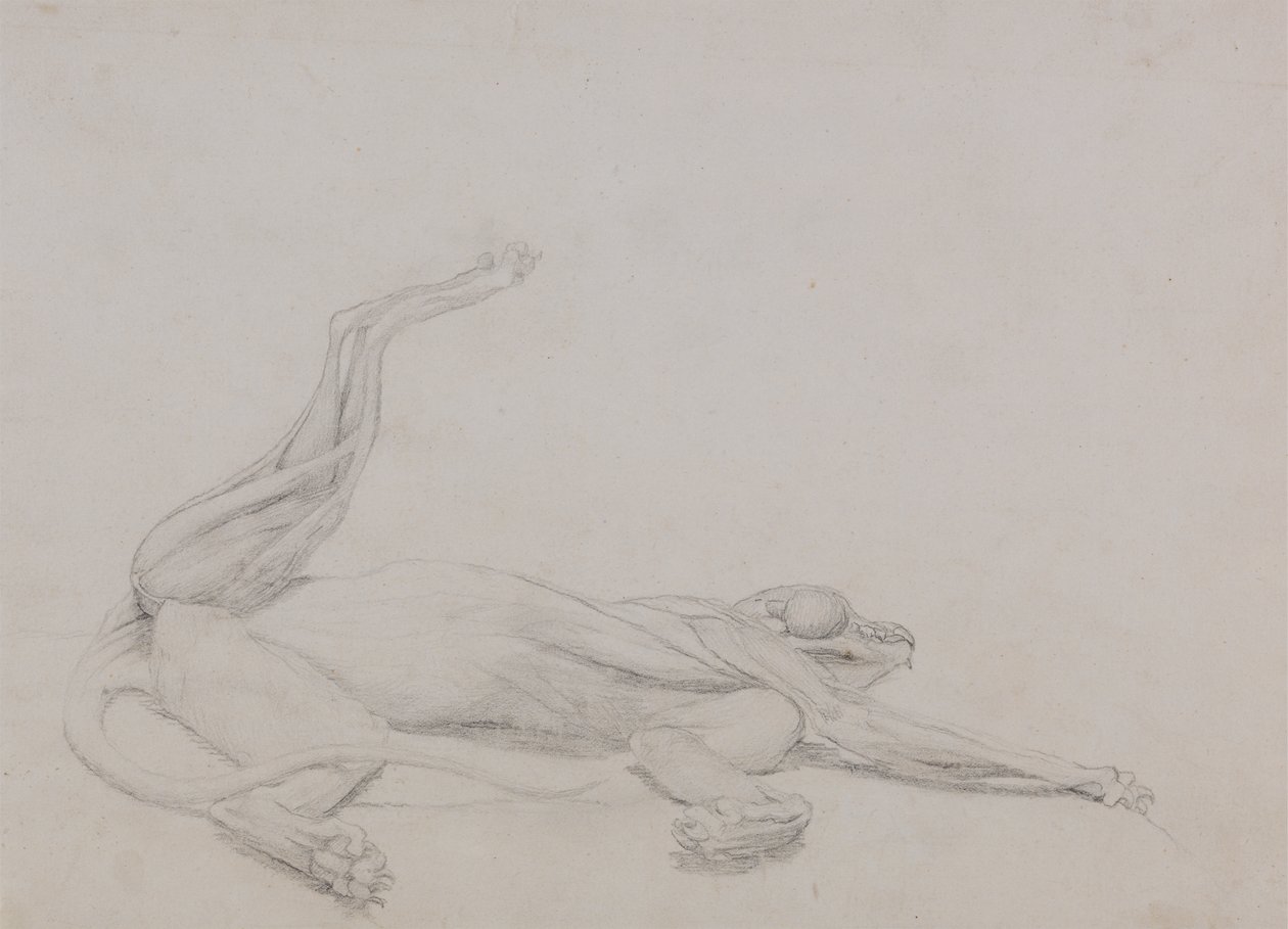 Estudo de um tigre reclinado, visto ventralmente, de uma exposição anatômica comparativa da estrutura do corpo humano com a de um tigre e uma galinha comum, 1795-1806 de George Stubbs