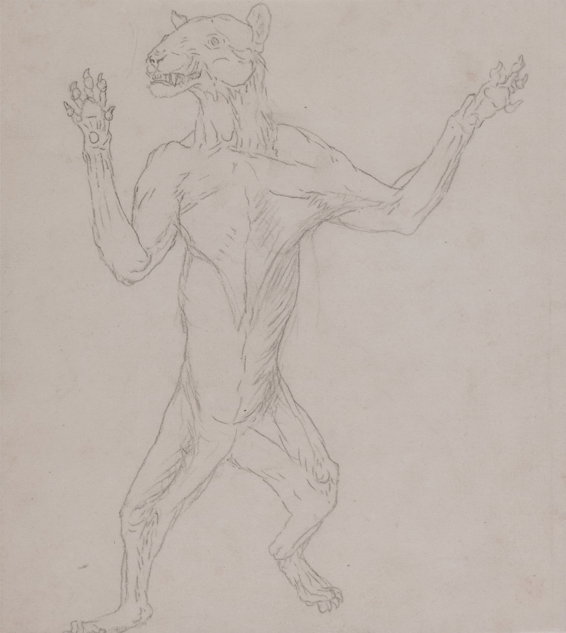 Estudo de um tigre, em pé na postura humana, de uma exposição anatômica comparativa da estrutura do corpo humano com a de um tigre e uma ave comum, 1795-1806 (grafite em papel fino) de George Stubbs
