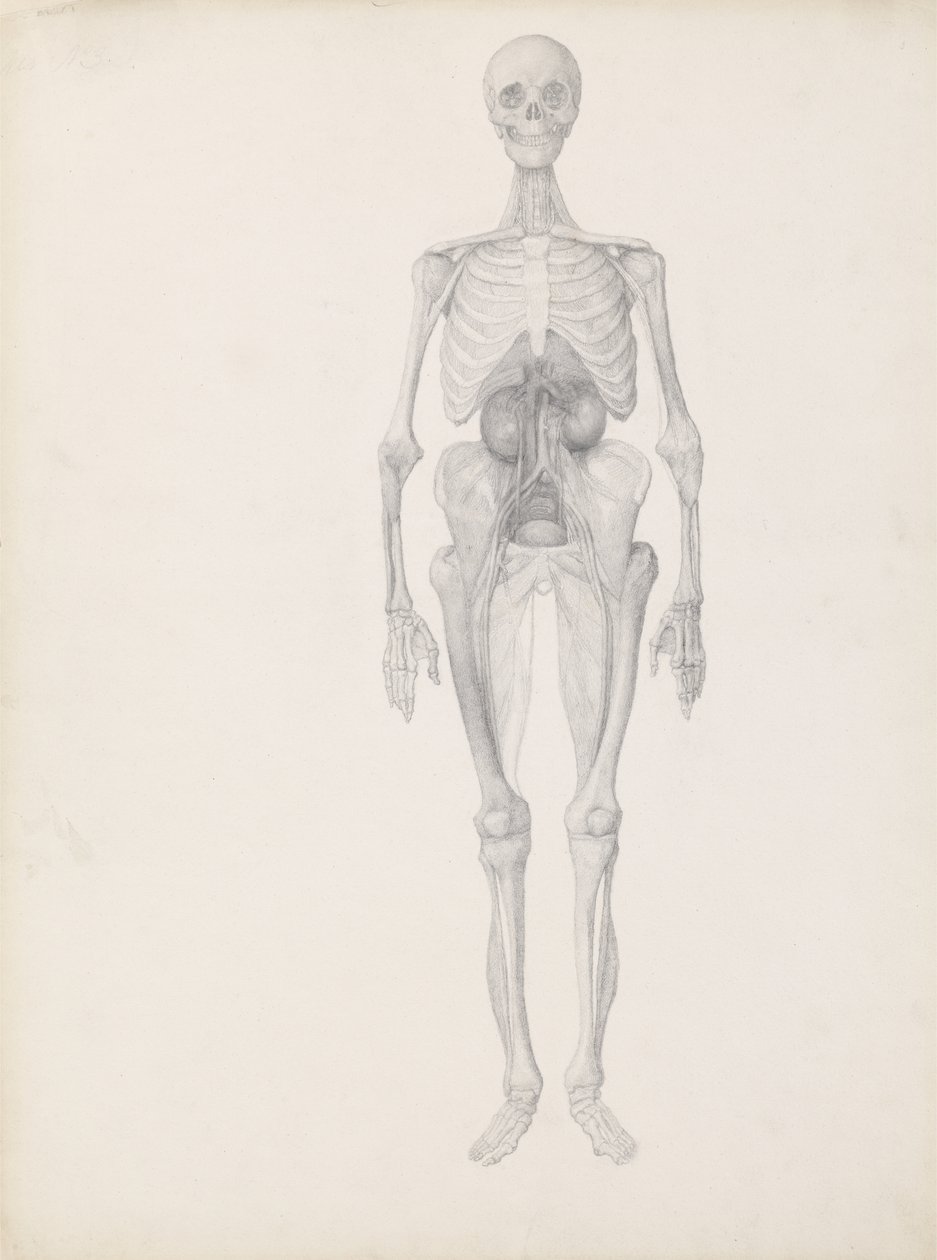 Estudo da figura humana, vista anterior, estágio final de dissecção, de &39;Uma exposição anatômica comparativa da estrutura do corpo humano com a de um tigre e uma ave comum&39;, c.1795-1806 ( de George Stubbs
