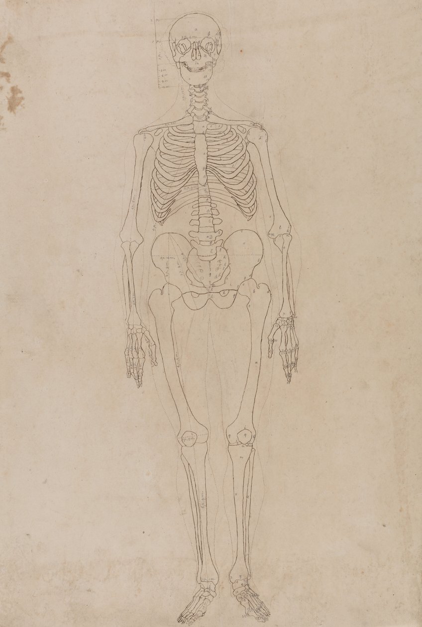 Estudo da figura humana, visão anterior, a partir de uma exposição anatômica comparativa da estrutura do corpo humano com a de um tigre e uma ave comum, c.1795-1806 (grafite e tinta sobre papel) de George Stubbs
