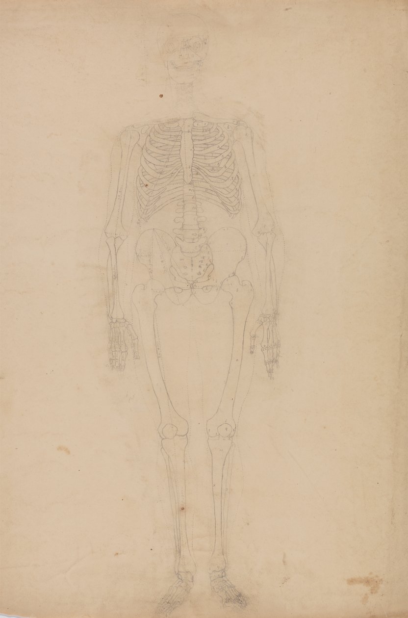 Estudo da figura humana, visão anterior, a partir de uma exposição anatômica comparativa da estrutura do corpo humano com a de um tigre e uma ave comum, c.1795-1806 (grafite sobre papel) de George Stubbs