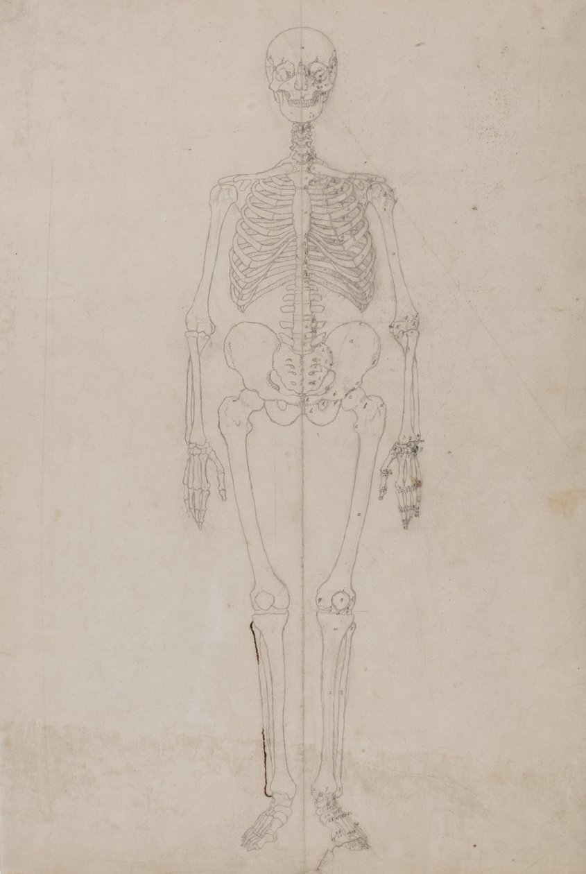 Estudo da figura humana, visão anterior, a partir de uma exposição anatômica comparativa da estrutura do corpo humano com a de um tigre e uma ave comum, c.1795-1806 (grafite e tinta sobre papel) de George Stubbs