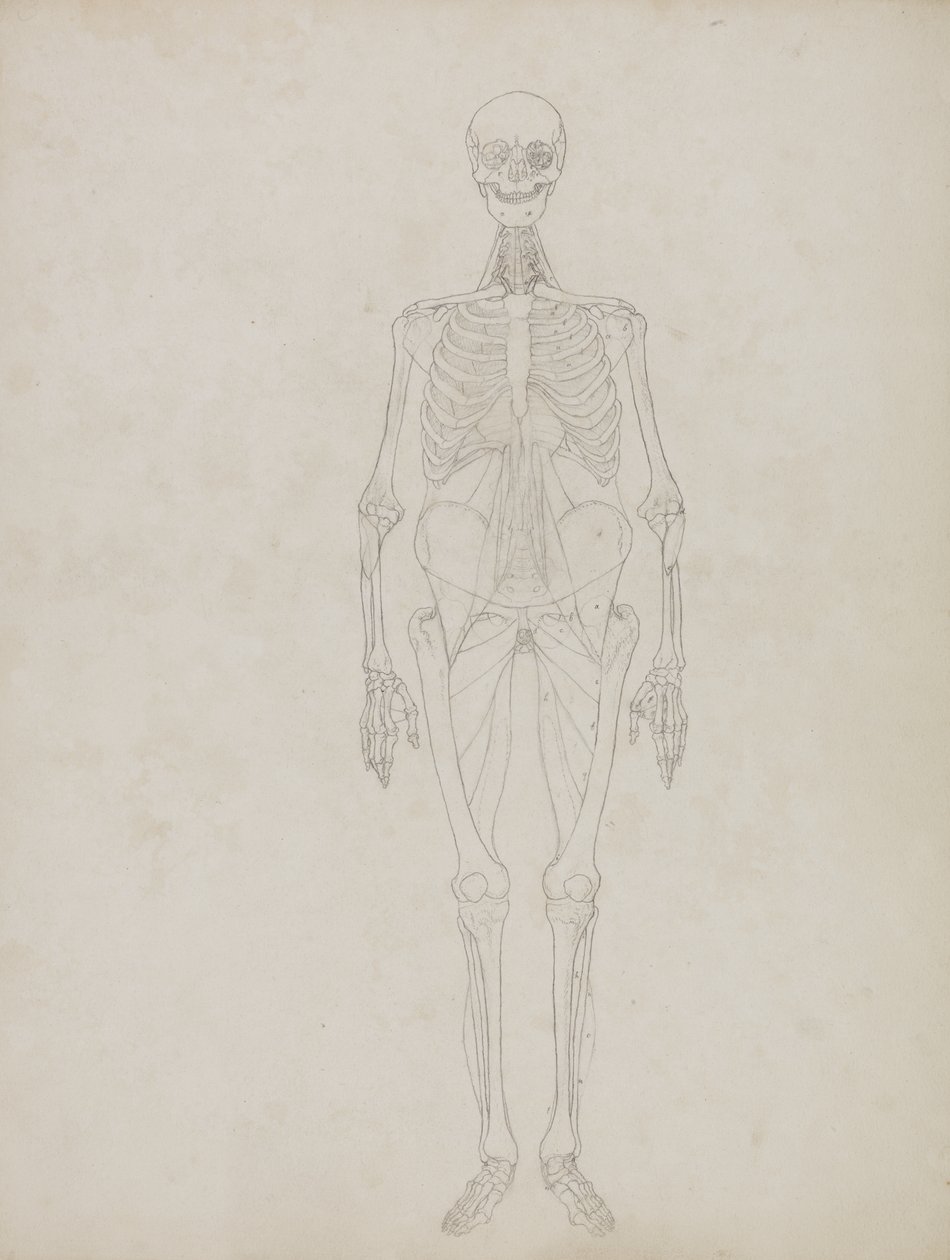Estudo da figura humana, vista anterior, de &39;Uma exposição anatômica comparativa da estrutura do corpo humano com a de um tigre e uma ave comum&39;, c.1795-1806 (grafite e tinta sobre papel) de George Stubbs