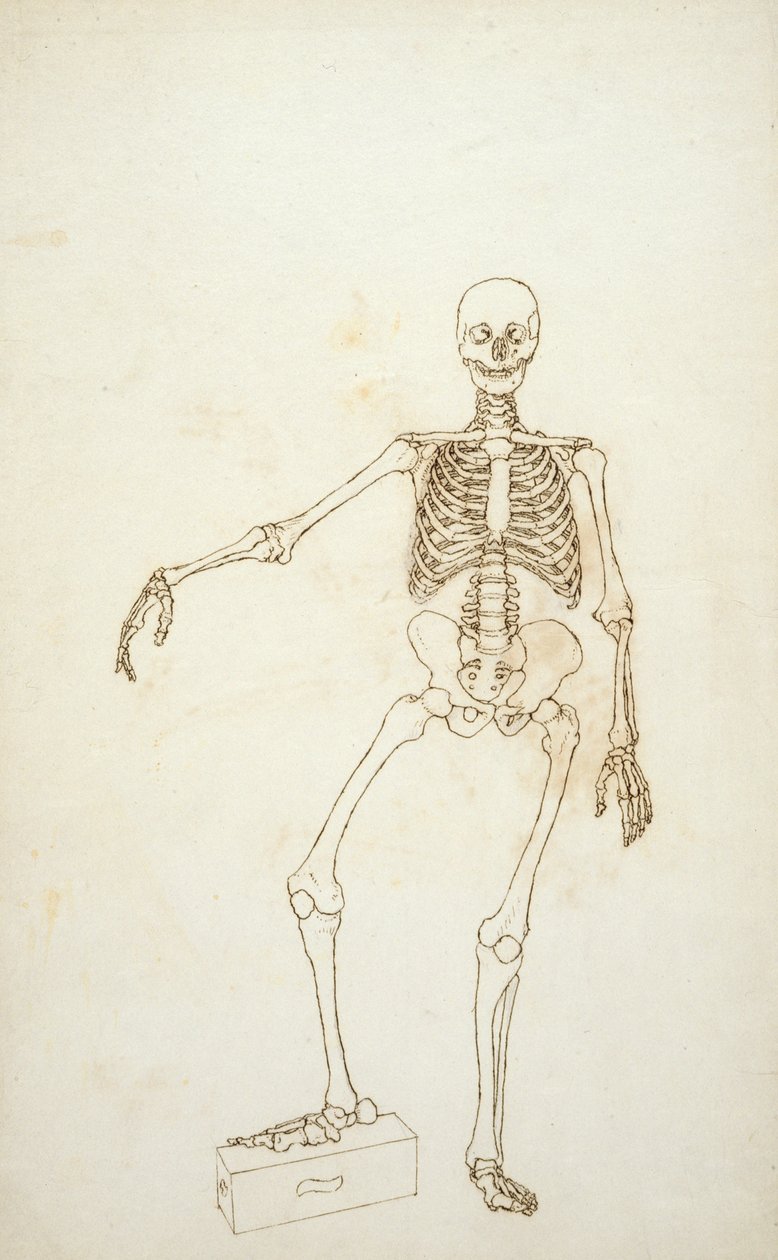 Estudo da figura humana, vista anterior, de &39;uma exposição anatômica comparativa da estrutura do corpo humano com a de um tigre e uma ave comum&39; de George Stubbs