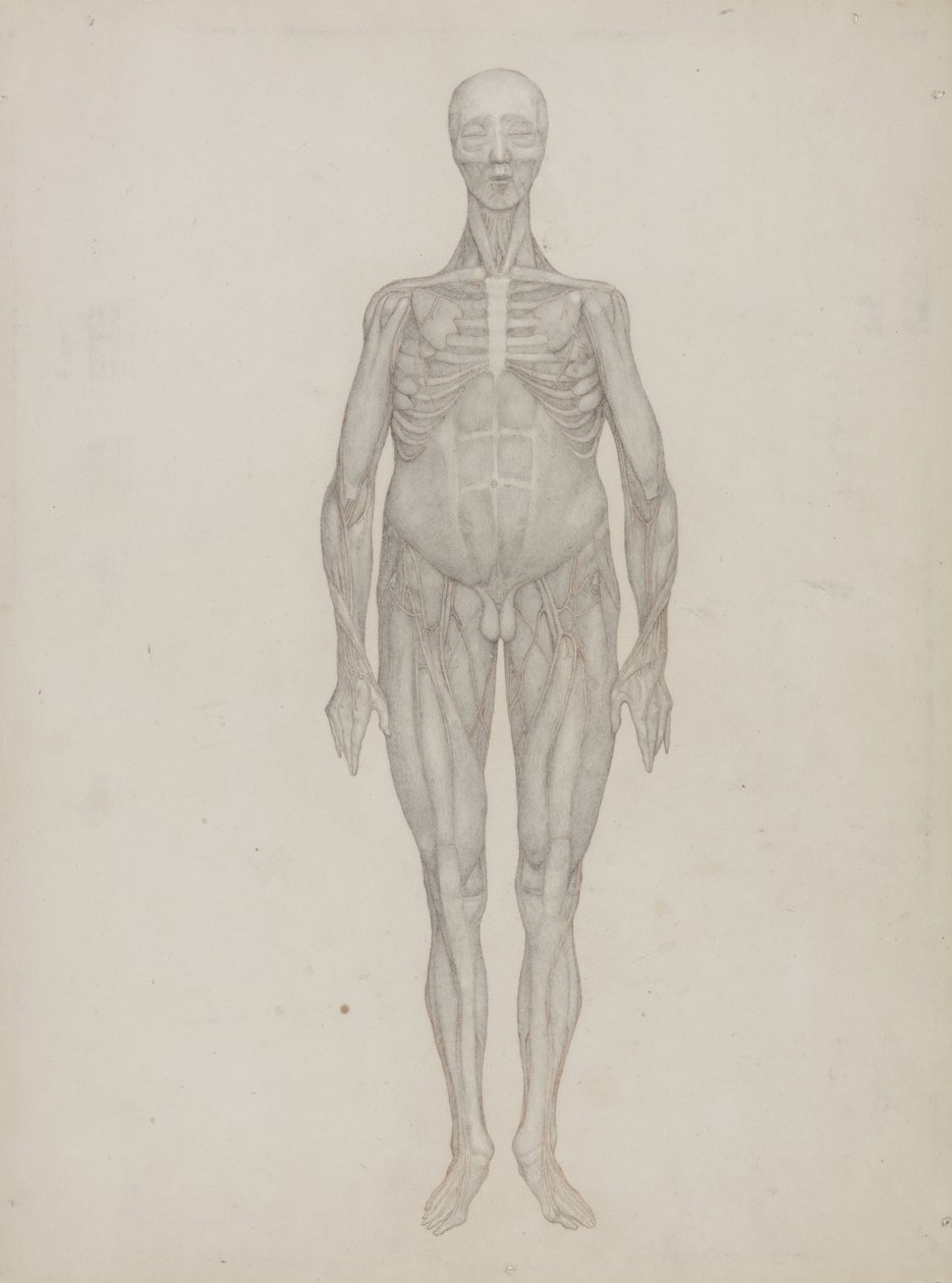 Estudo da figura humana, vista anterior, de &39;Uma exposição anatômica comparativa da estrutura do corpo humano com a de um tigre e uma ave comum&39;, c.1795-1806 (grafite em cartolina) de George Stubbs