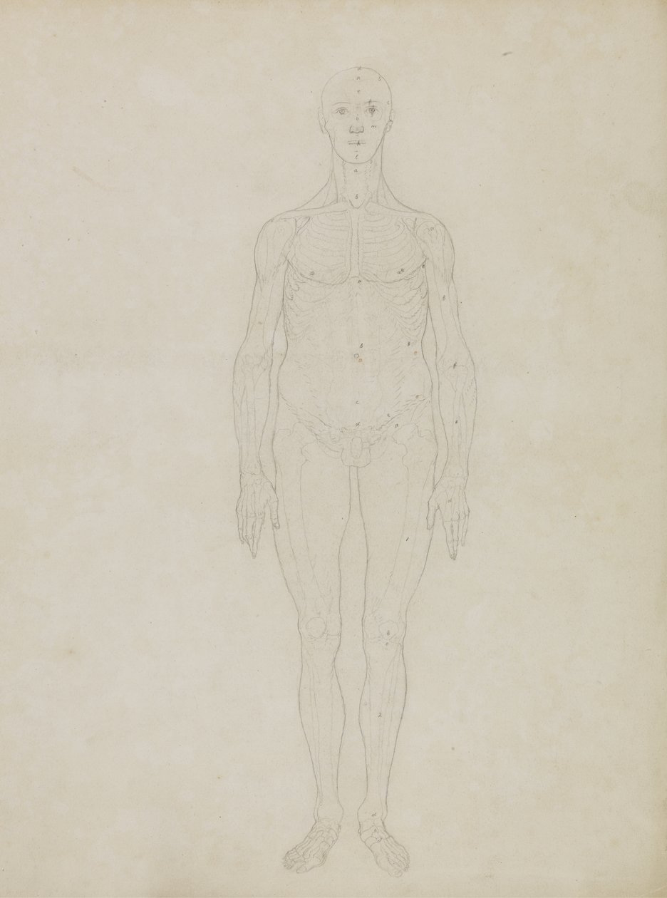 Estudo da Figura Humana, Vista Anterior, de &39;Uma exposição anatômica comparativa da estrutura do corpo humano com a de um tigre e uma ave comum&39; de George Stubbs