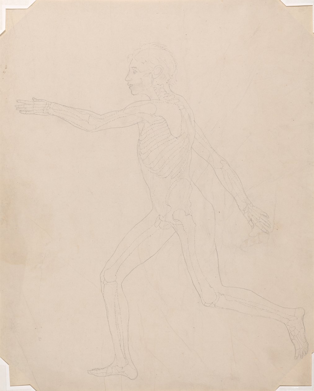 Estudo da figura humana, vista lateral, uma exposição anatômica comparativa da estrutura do corpo humano com a de um tigre e uma galinha comum, c.1795-1806 (grafite sobre papel de cartucho) de George Stubbs