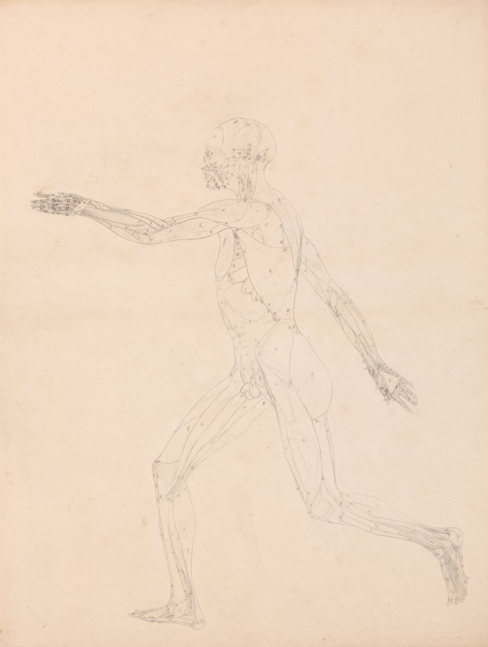 Estudo da Figura Humana, Vista Lateral, diagrama da chave para a tabela XIII, de Uma Exposição Anatômica Comparativa da Estrutura do Corpo Humano com a de um Tigre e uma Galinha Comum, 1795-1806 (g de George Stubbs