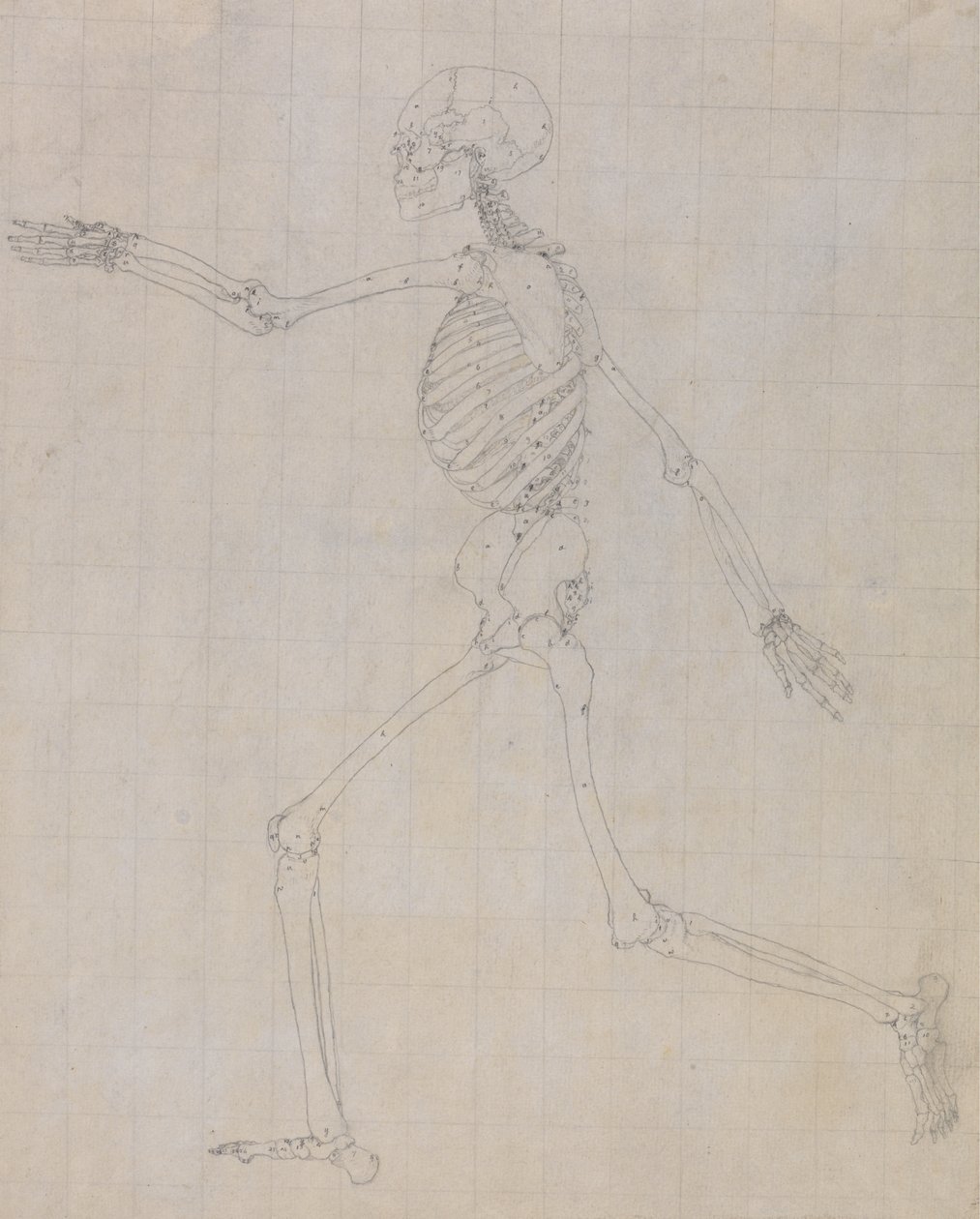 Estudo da Figura Humana, Vista Lateral, estudo finalizado para a Tabela III, de Uma Exposição Anatômica Comparativa da Estrutura do Corpo Humano com a de um Tigre e uma Galinha Comum, 1795-1806 (gr de George Stubbs