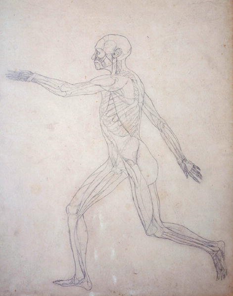 Estudo da figura humana, vista lateral, a partir de uma exposição anatômica comparativa da estrutura do corpo humano com a de um tigre e uma galinha comum, c.1795-1806 (grafite sobre papel de cartucho) de George Stubbs