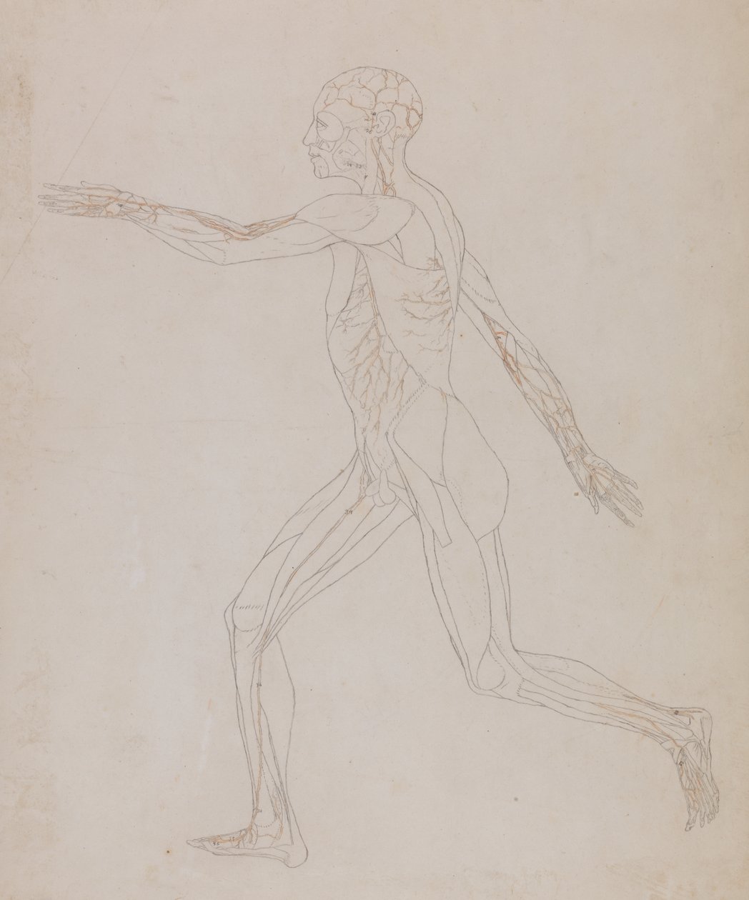 Estudo da figura humana, vista lateral, a partir de uma exposição anatômica comparativa da estrutura do corpo humano com a de um tigre e uma ave comum, c.1795-1806 (grafite sobre papel) de George Stubbs