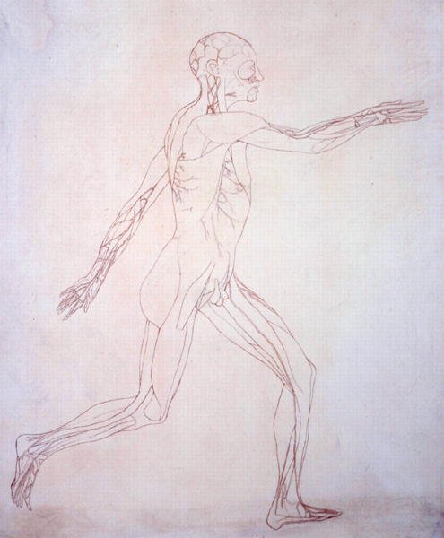 Estudo da figura humana, vista lateral, a partir de uma exposição anatômica comparativa da estrutura do corpo humano com a de um tigre e uma ave comum, c.1795-1806 (tinta sobre papel) de George Stubbs