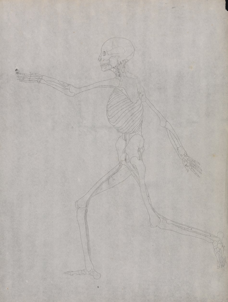Estudo da figura humana, vista lateral, a partir de uma exposição anatômica comparativa da estrutura do corpo humano com a de um tigre e uma ave comum, 1795-1806 (grafite em papel pesado) de George Stubbs