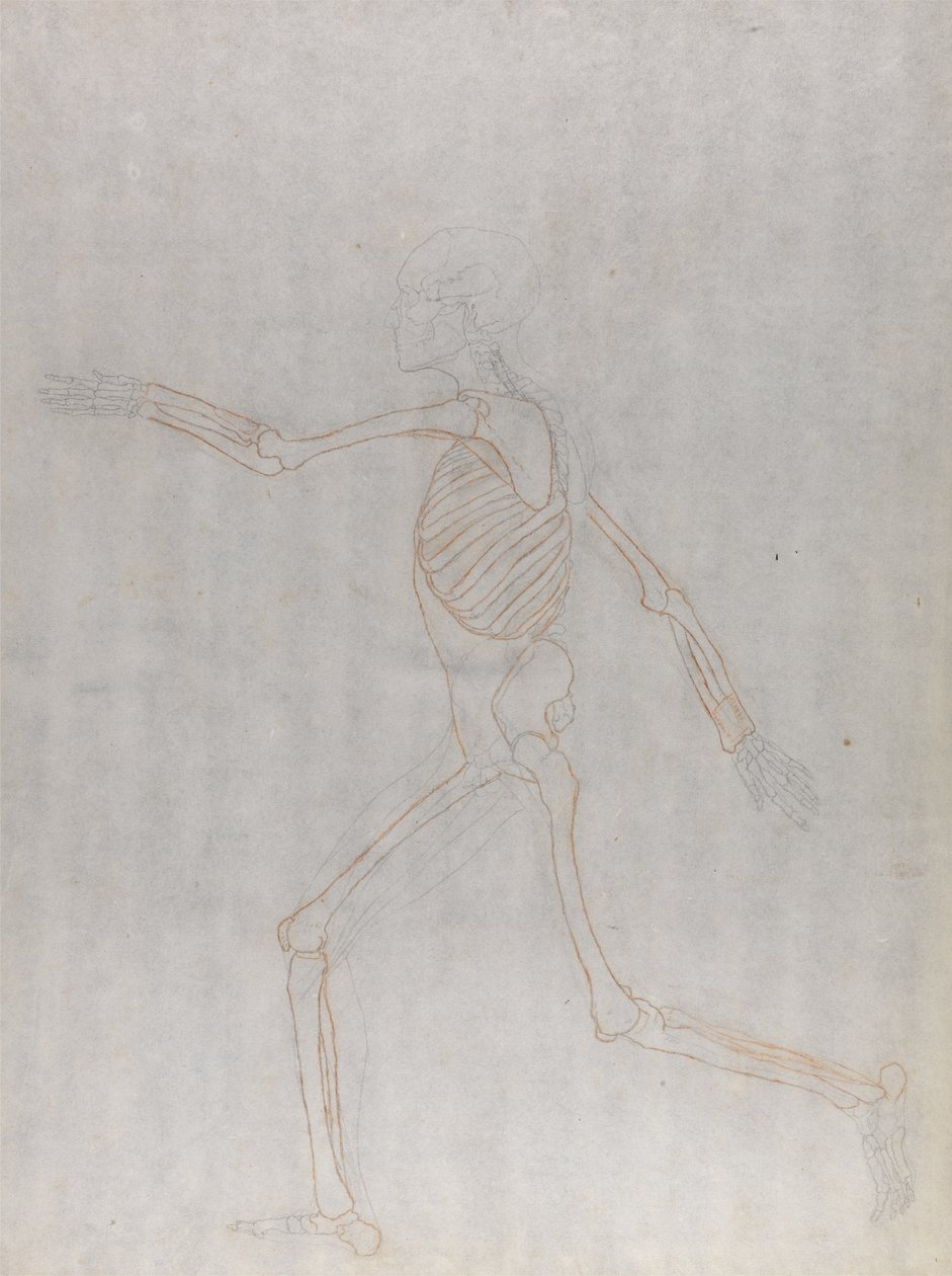 Estudo da figura humana, vista lateral, a partir de uma exposição anatômica comparativa da estrutura do corpo humano com a de um tigre e uma ave comum, 1795-1806 (grafite e giz vermelho em w de George Stubbs