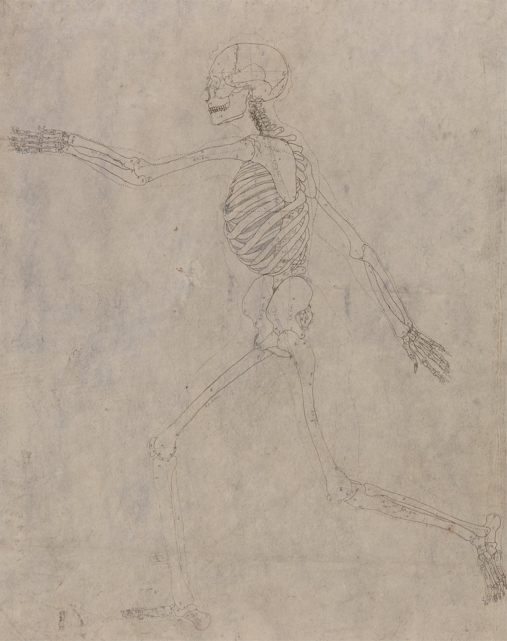 Estudo da figura humana, vista lateral, de uma exposição anatômica comparativa da estrutura do corpo humano com a de um tigre e uma ave comum, 1795-1806 (grafite com tinta em tufo pesado de George Stubbs