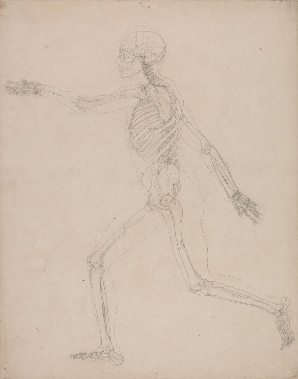 Estudo da figura humana, vista lateral, a partir de uma exposição anatômica comparativa da estrutura do corpo humano com a de um tigre e uma ave comum, 1795-1806 (grafite em papel pesado) de George Stubbs